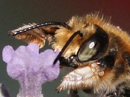 Megachile willughbiella